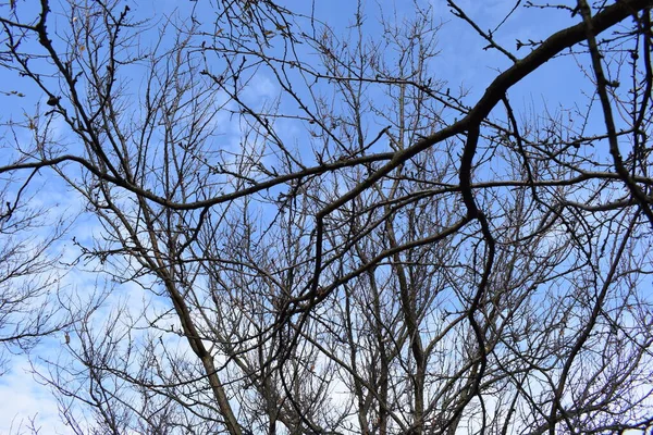 Silhouettes Troncs Branches Des Branches Nues Arbres Contre Ciel Bleu — Photo