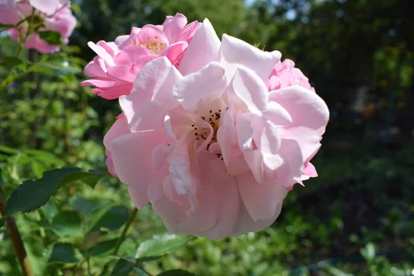 Rosa Rosenblommor Rosenbusken Trädgården Våren — Stockfoto