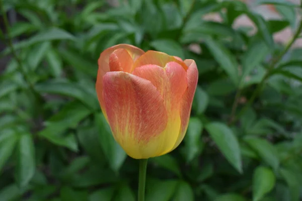 Tulipas Amarelas Vermelhas Contra Folhagem Verde Jardim Primavera Tulipa Híbrida — Fotografia de Stock