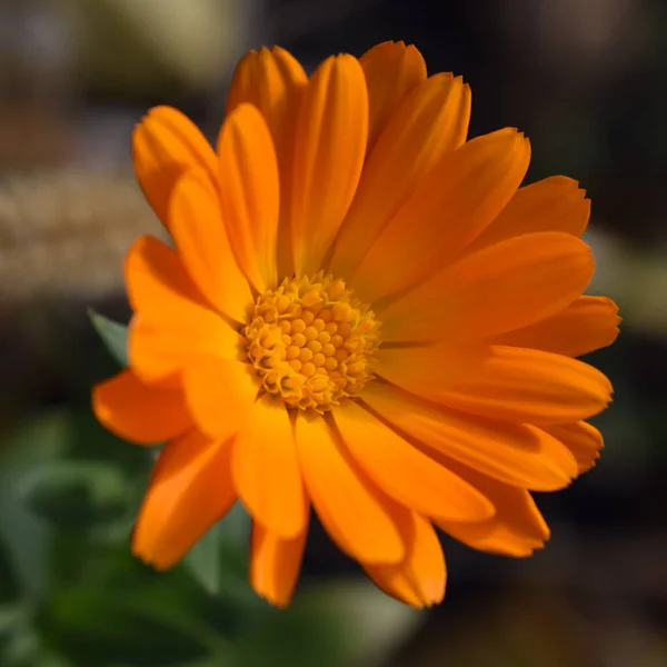 Narancssárga Napraforgóvirág Virágzó Körömvirág Friss Bio Calendula Körömvirág Háttér Gyógyfüvek — Stock Fotó