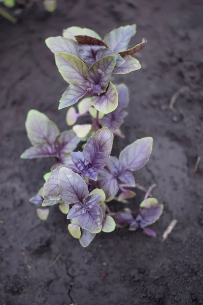 Albahaca Púrpura Joven Crece Jardín Primer Plano Albahaca Púrpura Verde — Foto de Stock