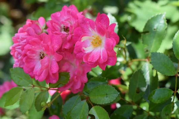Rosa Rosenträdgården Buske Med Blommande Rosa Rosor Naturlig Bakgrund — Stockfoto