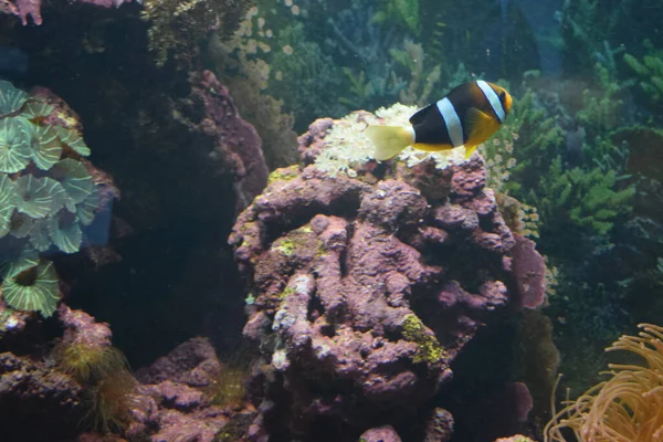 Amphiprion Sebae Також Відомий Sebae Clownfish Анемонова Риба Водиться Північній — стокове фото