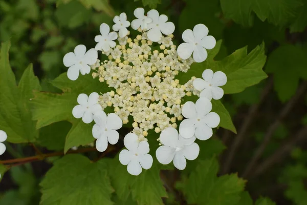 Kalina Virágok Viburnum Opulus Oroszországban Viburnum Gyümölcsöt Kalinának Viburnum Hívják — Stock Fotó