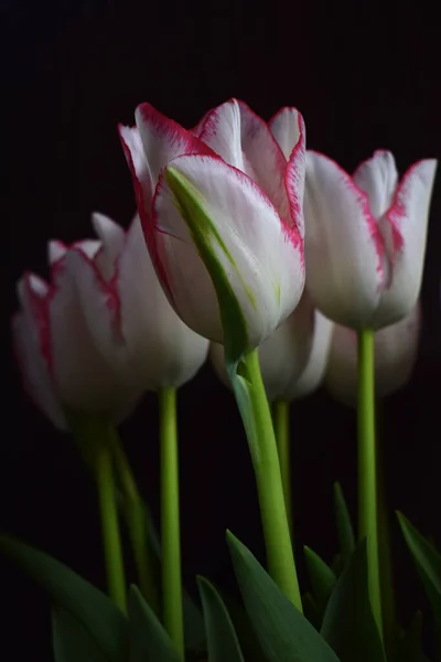 Tulipe Blanche Avec Des Bandes Rouges Sur Les Pétales Sur — Photo