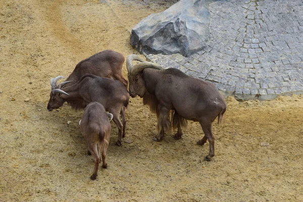 Bergziegen Zoo Eine Gruppe Bergziegen Oreamnos Americanus Zoogehege Säugetiere Haben — Stockfoto