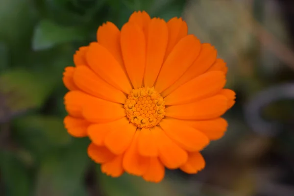 Kwitnące Kwiaty Nagietka Pomarańczowy Kalendula Zielony Trawa Ogród Calendula Kwiaty — Zdjęcie stockowe