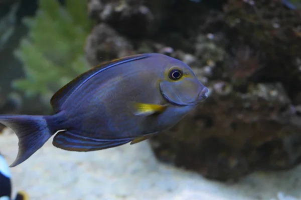 Preto Tang Doctorfish Acanthurus Chirurgus Também Conhecido Como Doctorfish Tang — Fotografia de Stock