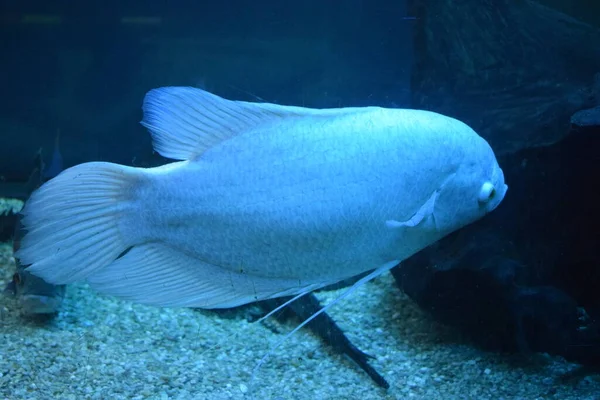 Riesiger Gouramifisch Osphronemus Goramy Aquarium Wildtier Goramy Fische Schwimmen Einem — Stockfoto