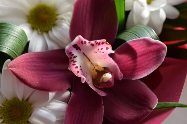 Selektiver Fokus Schöner Orchideenblüten Rosa Farbe Floral Shop Konzept Schöne — Stockfoto