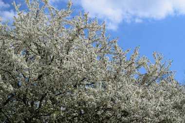 Beyaz çiçekli ve açık mavi gökyüzü olan büyük bir ağaç. Mavi gökyüzünde çiçek açan beyaz çiçekli bahar ağacı. Bahar ilham. Baharın başında açan kiraz ağacı. Parlak bahar günü