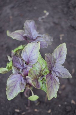 Genç mor Basil bahçede yetişiyor. Mor ve yeşil fesleğenli yakın çekim, üst manzara. Fesleğen. Bahçe yatağında güzel kokulu baharatlar yetişiyor. Genç, taze yetişmiş fesleğen.