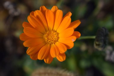 Turuncu takvim çiçekleri. Çiçek açan kadife çiçekleri. Taze organik kadife çiçekleri arka planında. Şifalı bitkiler. Yaz çiçekleri.