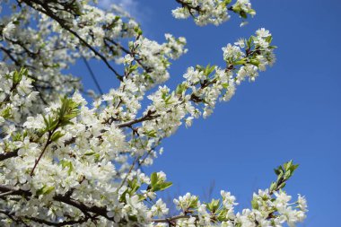 Bahar kiraz çiçekleri. Mavi gökyüzünün arka planında kiraz ağacının beyaz narin rengi.