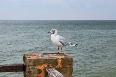 Bir martı eski bir deniz iskelesinde oturur. Avrupa ringa martısı, sahil iskele korkuluğunda martı. Martı kuşuna yakın çekim.