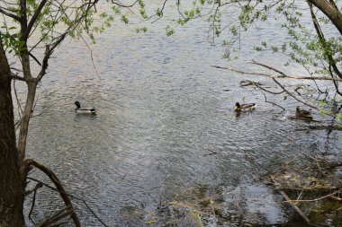 Bir grup yaban ördeği iki erkek ve bir dişi ördekle gölde yüzüyor.