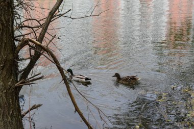 Kapalı kapılar ardında iki vahşi ördek bir bahar günü nehirde yüzer. Vahşi yaşam. Mallard ördekleri gölde yüzer. Yaban ördeği (Anas platyrhynchos), ördekgiller (Anas) familyasından bir ördek türü. Bir çift ördek. Yaban ördeği çiftini kapatın.