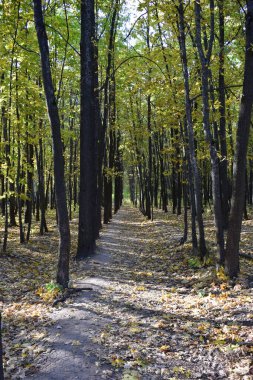 Sonbahar parkında renkli yapraklar. Sonbahar parkında yol güneşli havalarda altın yapraklarla dolu..