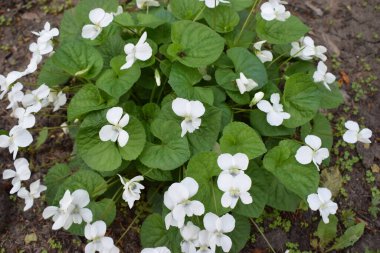 Yeşil yapraklı taze beyaz Viola canadensis. Beyaz Viola, güneşli havada, bir çiçekle yakın plan. Güzel Viola çiçekleri arka planı. Parkta çiçek açan beyaz menekşeler.