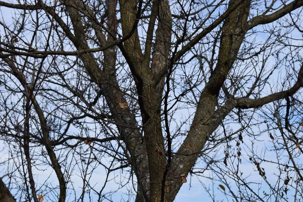 树干和树枝的轮廓 在乌云笼罩的蓝天下 稀疏的树枝映衬着蓝天 秋天的天空高对比度照片 — 图库照片