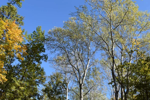 Hojas Amarillas Caídas Árbol Contra Cielo Azul Árbol Amarillo Deja — Foto de Stock