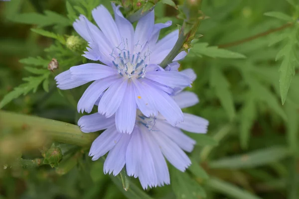 Las Flores Comunes Achicoria Cichorium Intybus Comúnmente Llamadas Marineros Azules — Foto de Stock