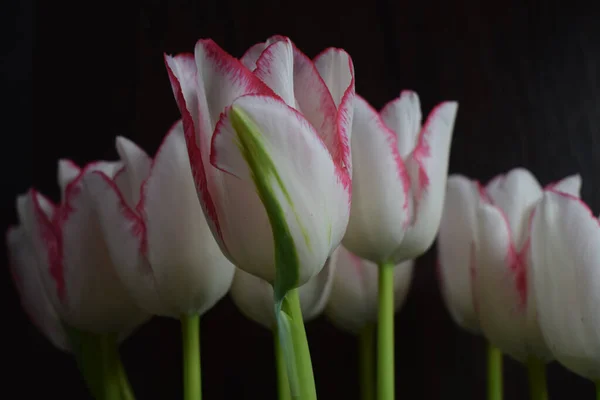 Tulipe Blanche Avec Des Bandes Rouges Sur Les Pétales Sur — Photo