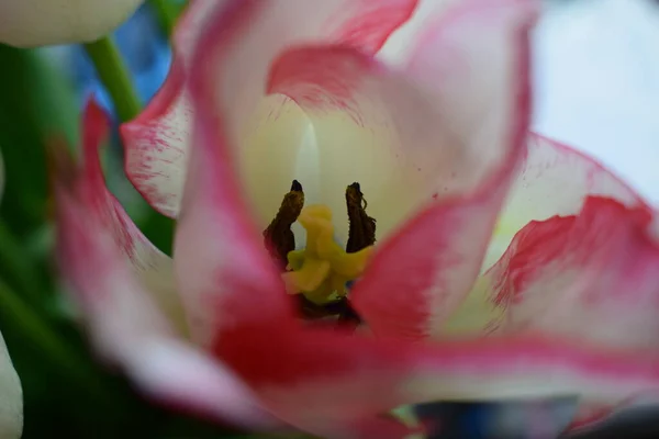 Tulipa Branca Com Tiras Vermelhas Nas Pétalas Fundo Escuro Turvo — Fotografia de Stock