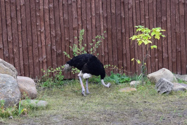 動物園の環境でOstrich Struthio Camelus アフリカのダチョウは地球の最も大きい割合です 夏に緑の牧草地に住む家族 — ストック写真