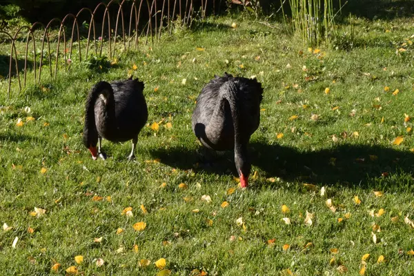 緑の芝生の上を歩く美しい黒白鳥のカップル — ストック写真