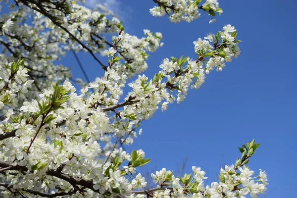 Bahar kiraz çiçekleri. Mavi gökyüzünün arka planında kiraz ağacının beyaz narin rengi.