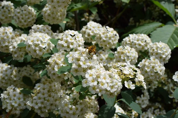 用蜜蜂晒黑白色的蜘蛛丝开着许多白花的春花灌木 Spiraea Cantiensis 也被称为Reeve Spiraea Bridalflower Reath Spirea Double White — 图库照片