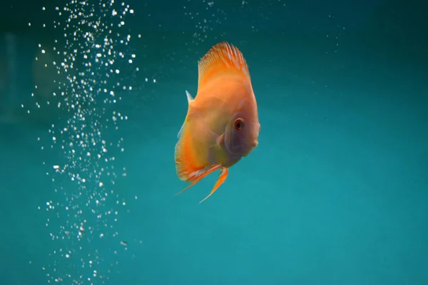 Риба Диску Pompadour Червоний Симфісодон Диск Symphysodon Прісноводна Риба Родині — стокове фото