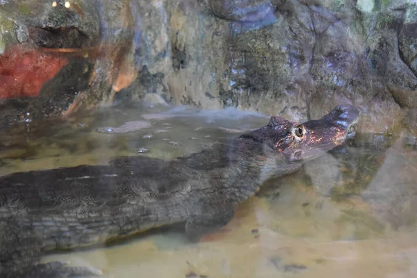Glasögoncaiman Caiman Krokodil Ligger Flodstranden Stor Reptil Träsk Närbild Krokodil — Stockfoto