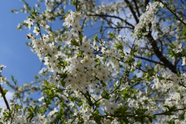 Bahar kiraz çiçekleri. Mavi gökyüzünün arka planında kiraz ağacının beyaz narin rengi.