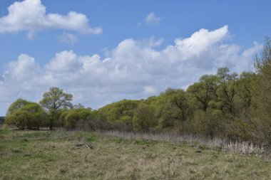 Kırsal bölgedeki vahşi çayır. Kırsal yetiştirme. Bahar mevsimi, ağaçlar ve yabani bitkiler. Sakin sakin köy çayırı manzarası. Yerel seyahat kavramı.