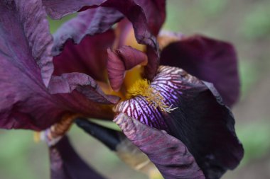 Yazın makroda yeşil çimlerin arka planında kestane rengi iris çiçeği. Bahçıvanlık. Sakallı zambak..