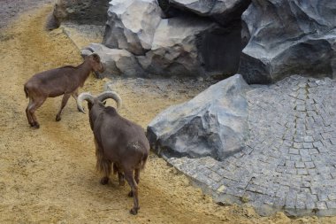 Hayvanat bahçesindeki dağ keçileri. Hayvanat bahçesindeki bir grup dağ keçisi (Oreamnos americanus). Memelilerin tırnakları, kısa boynuzları ve siyah dolandırıcıları vardır..