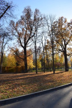 Sonbahar parkında renkli yapraklar. Sonbahar parkında yol güneşli havalarda altın yapraklarla dolu..