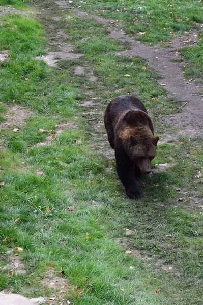 Close Wild Big Brown Bear — Stock Photo, Image