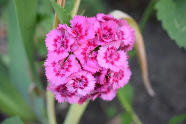 Flowerbed Dianthus Barbatus Close Deep Pink Red Head Dianthus Barbatus — Stock Photo, Image