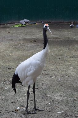 Hayvanat bahçesindeki beyaz vinç yerde duruyor. Yetişkin kırmızı taçlı turnalar, Grus japonensis, aynı zamanda Japon turnası olarak da bilinir.
