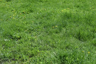 Güzel yeşil çimlerin arka planını kapatın. Arkaplan için gün batımında altın ışıkla yeşil çimenler bulanıklaşır.