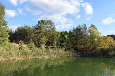 Yaz günü ormanda küçük bir göl, yeşil orman ağaçlarıyla çevrili bir göl..