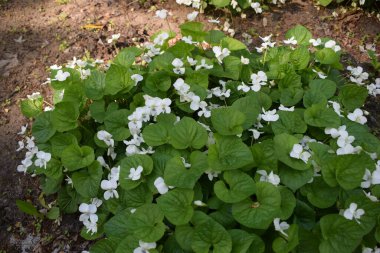 Yeşil yapraklı taze beyaz Viola canadensis. Beyaz Viola, güneşli havada, bir çiçekle yakın plan. Güzel Viola çiçekleri arka planı. Parkta çiçek açan beyaz menekşeler.