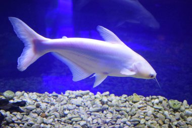 Pangasius hipophthalmus albino akvaryumda. Akvaryumdaki Pangasius balığı - tatlı su balığı