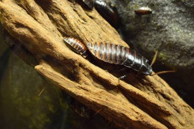 Madagaskar tıslayan hamamböceği, (Gromphadorhina alametleri))