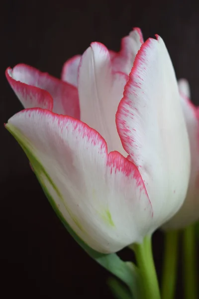 Tulipe Blanche Avec Des Bandes Rouges Sur Les Pétales Sur — Photo