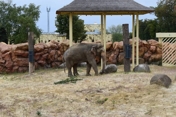 Слон Зоопарке Азиатский Слон Слон Максимальный Большое Млекопитающее Среде Обитания — стоковое фото