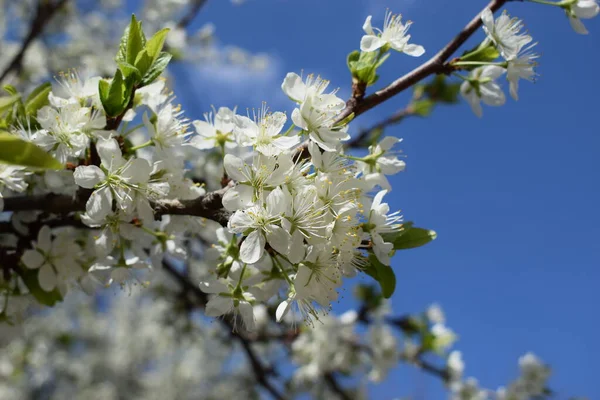 Selective Focus Beautiful Branches White Cherry Blossoms Tree Blue Sky — Stock Photo, Image